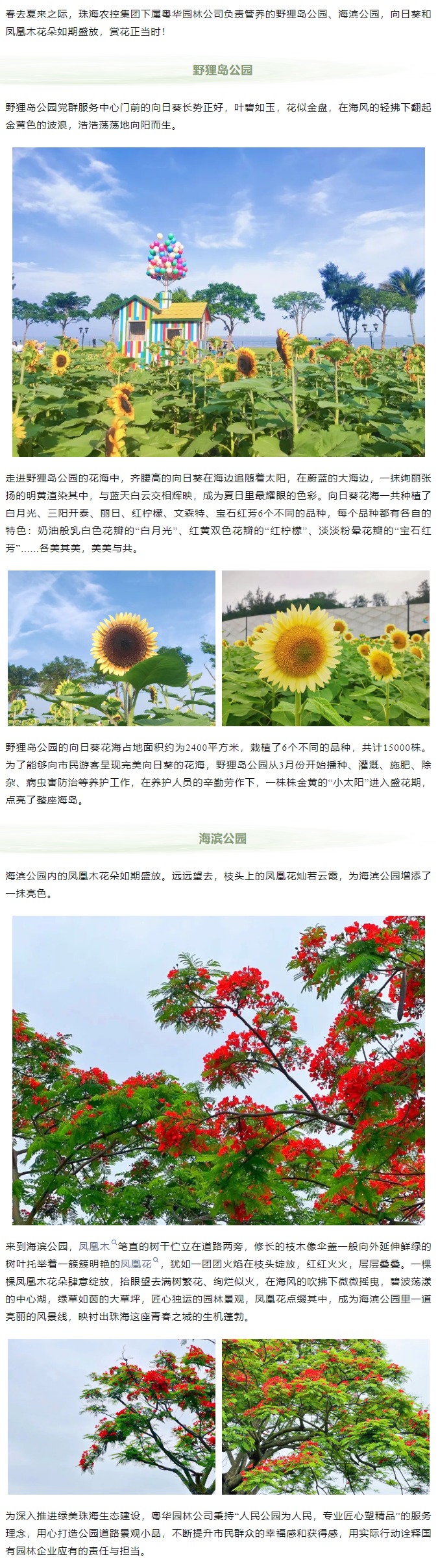 鳳凰花開 向陽而生  走！到市屬公園賞花去.png